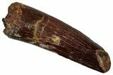 Fossil Spinosaurus Tooth - Real Dinosaur Tooth #356766-1
